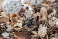 3_closeup-dried-flowers-dried-plants-macro-photography_SMALL